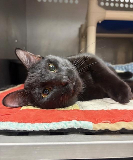 Enlarge Vader, a Adoptable mixed breed in Ladysmith, WI image 4/4