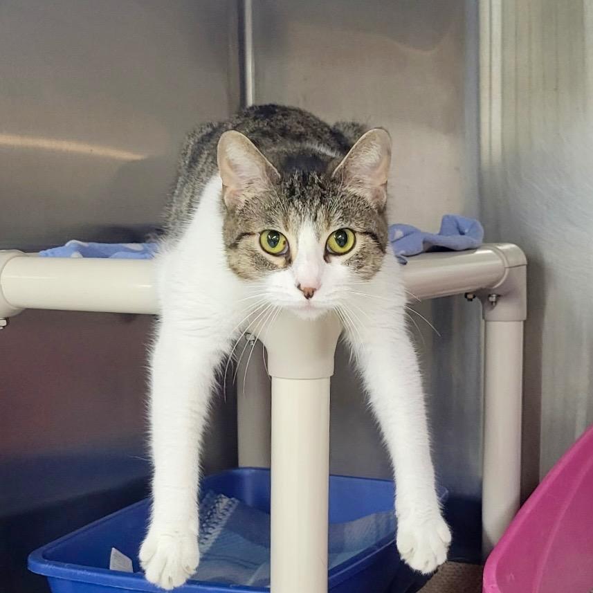 Enlarge LYDIA, a Adoptable mixed breed in Battle Creek, MI image 1/2