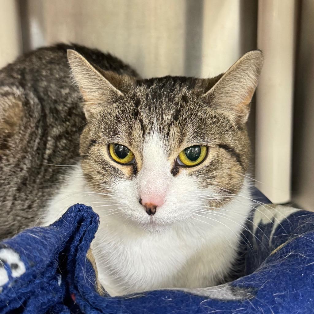 Enlarge LYDIA, a Adoptable mixed breed in Battle Creek, MI image 2/2