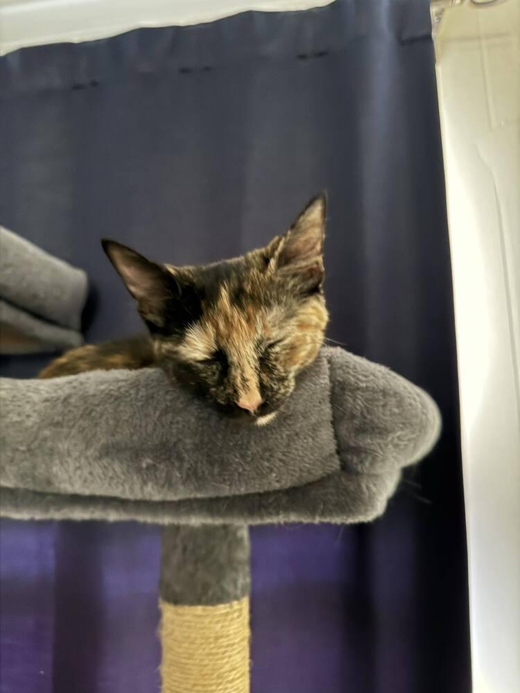 Nynaeve, Adopted, Kitten Female Domestic Short Hair.