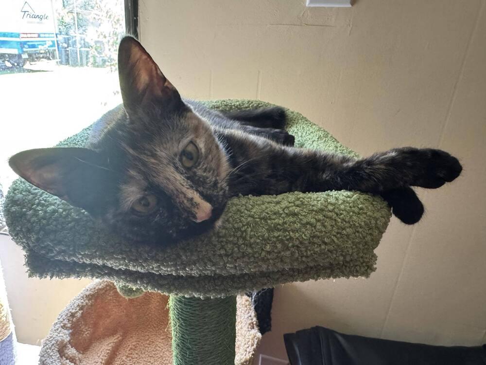 Enlarge Nynaeve, a Adopted Domestic Short Hair in Cary, NC image 3/6