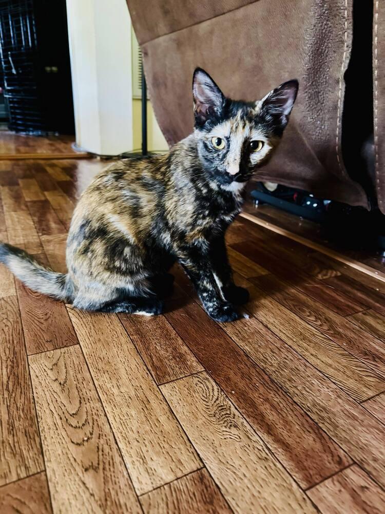 Enlarge Nynaeve, a Adopted Domestic Short Hair in Cary, NC image 4/6