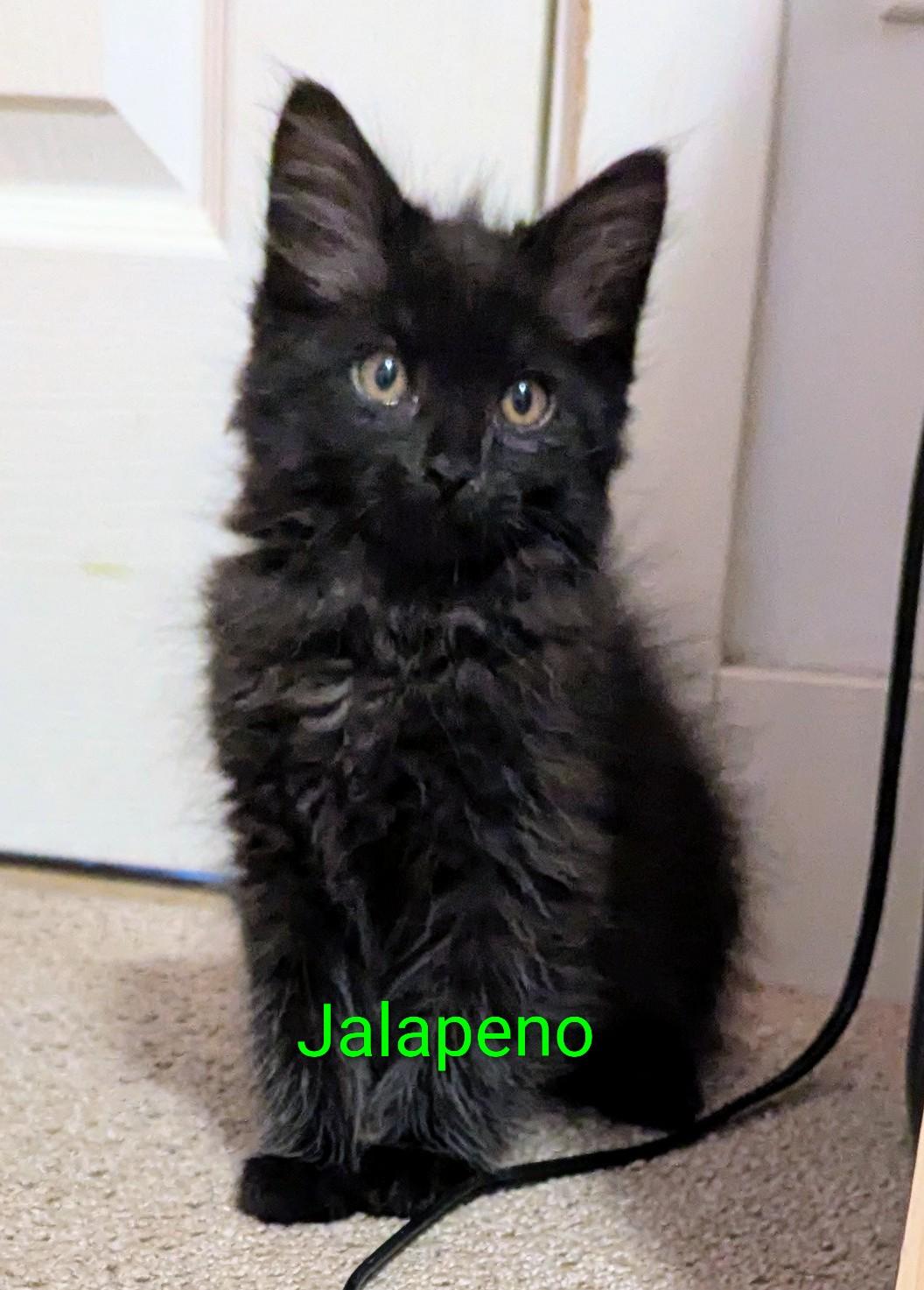 Jalapeno, ADOPTABLE, Kitten Male Domestic Medium Hair.