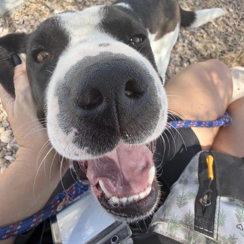 Magnolia, Adoptable, Young Female Shar-Pei & Pit Bull Terrier.