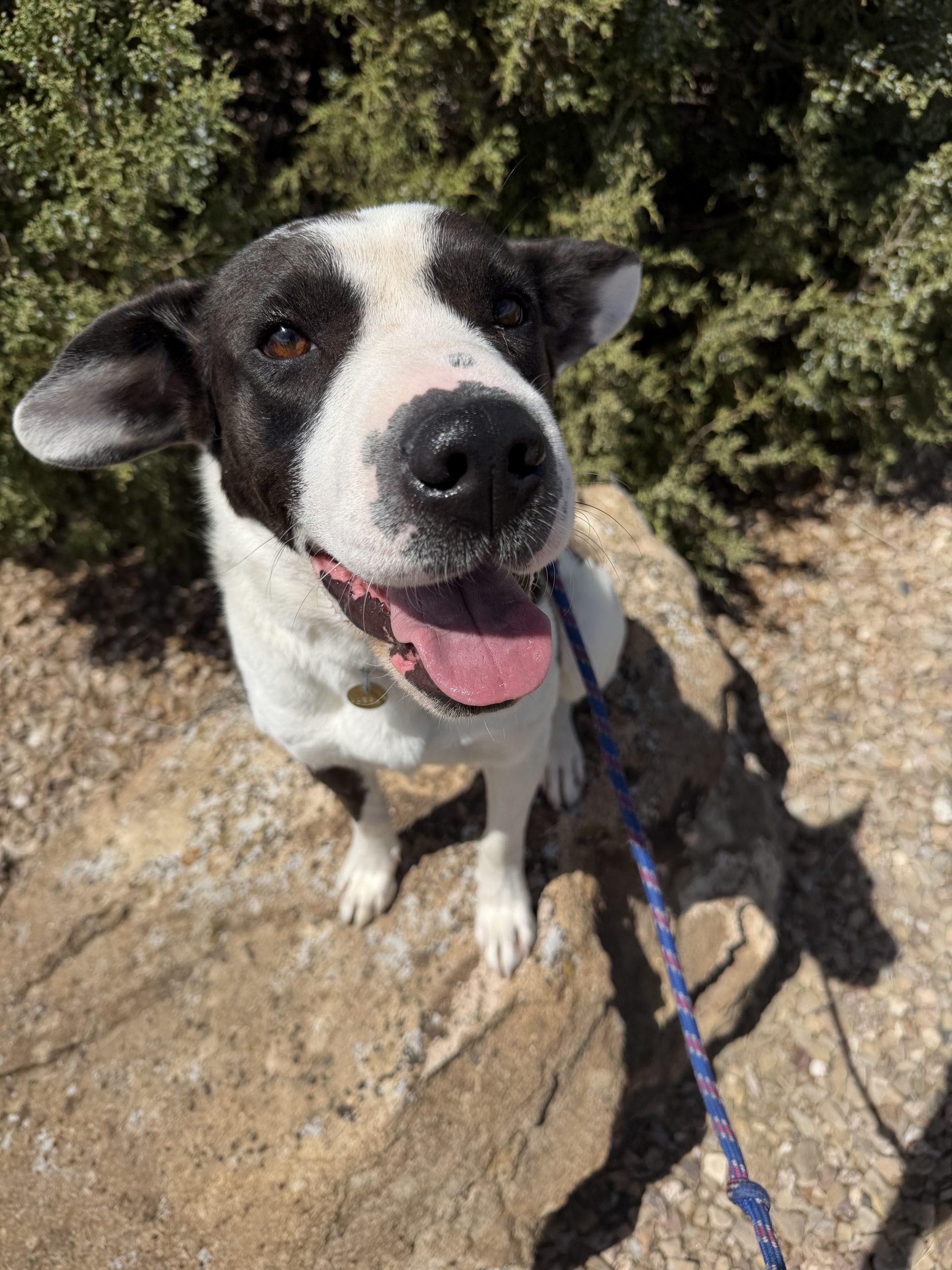 Enlarge Magnolia, a Adoptable mixed breed in Grand Junction, CO image 2/5