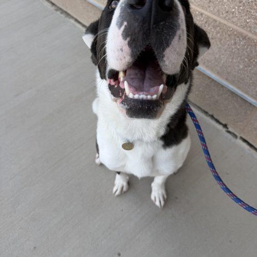 Enlarge Magnolia, a Adoptable mixed breed in Grand Junction, CO image 3/5