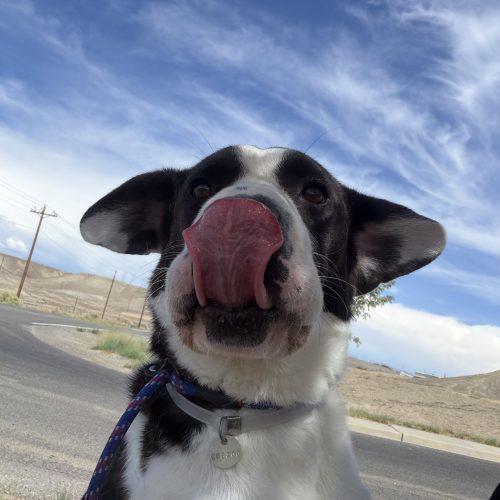 Enlarge Magnolia, a Adoptable mixed breed in Grand Junction, CO image 5/5