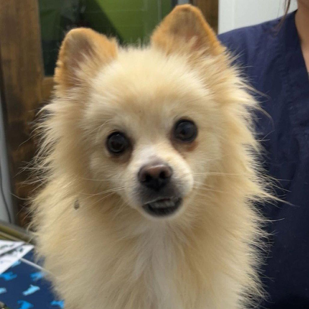 LIONHEART, Adopted, Adult Male Pomeranian.