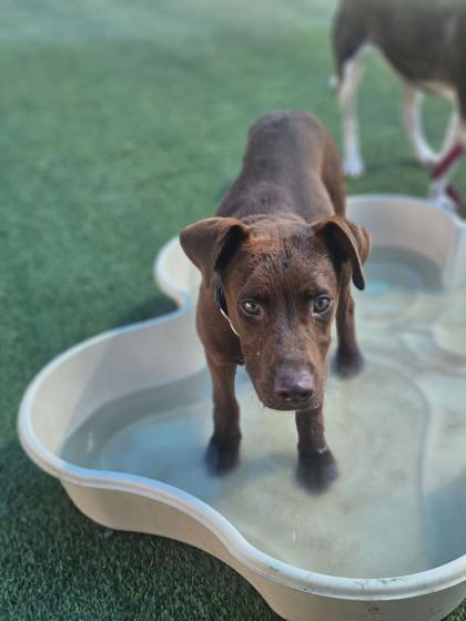 Reeses, Adoptable, Young Male Pit Bull Terrier & Mixed Breed.