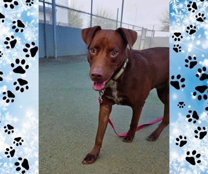 Reeses, Adoptable, Young Male Pit Bull Terrier & Mixed Breed.