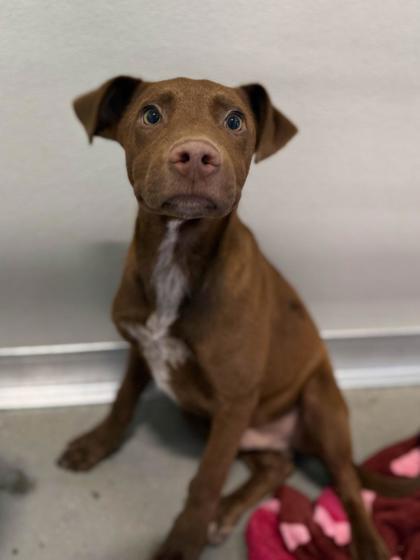 Enlarge Reeses, a Adoptable mixed breed in Fresno, CA image 2/3