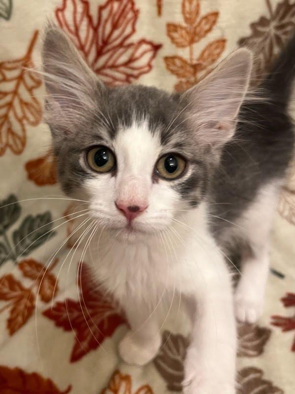 Mr Stripey, a Adoptable mixed breed in Knoxville, TN image 1/6