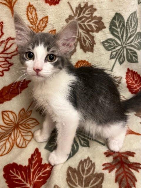 Mr Stripey, a Adoptable mixed breed in Knoxville, TN image 3/6