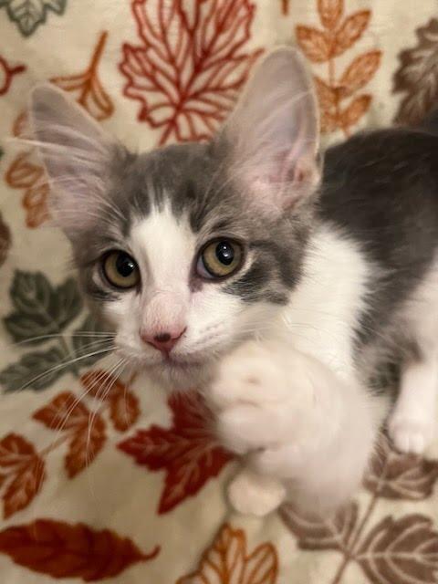 Mr Stripey, a Adoptable mixed breed in Knoxville, TN image 4/6