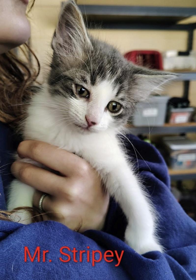 Mr Stripey, a Adoptable mixed breed in Knoxville, TN image 5/6