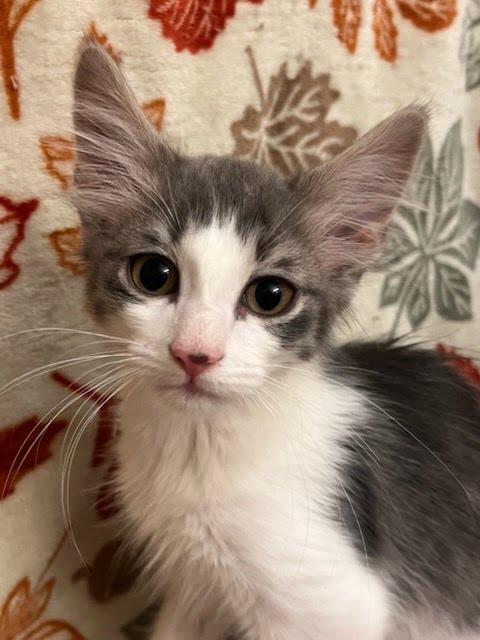 Mr Stripey, a Adoptable mixed breed in Knoxville, TN image 6/6