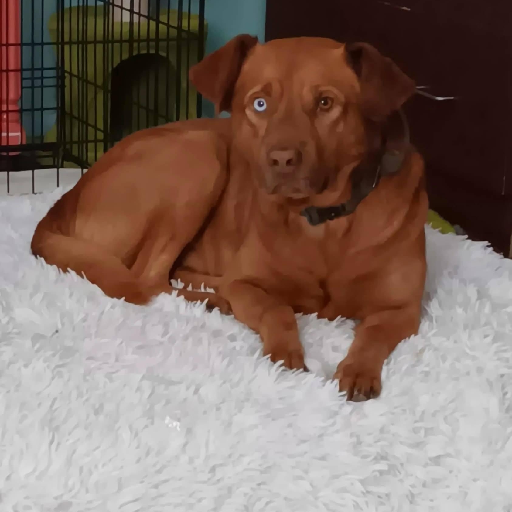 Enlarge Biscuit, a other mixed breed in Brentwood, TN image 1/1