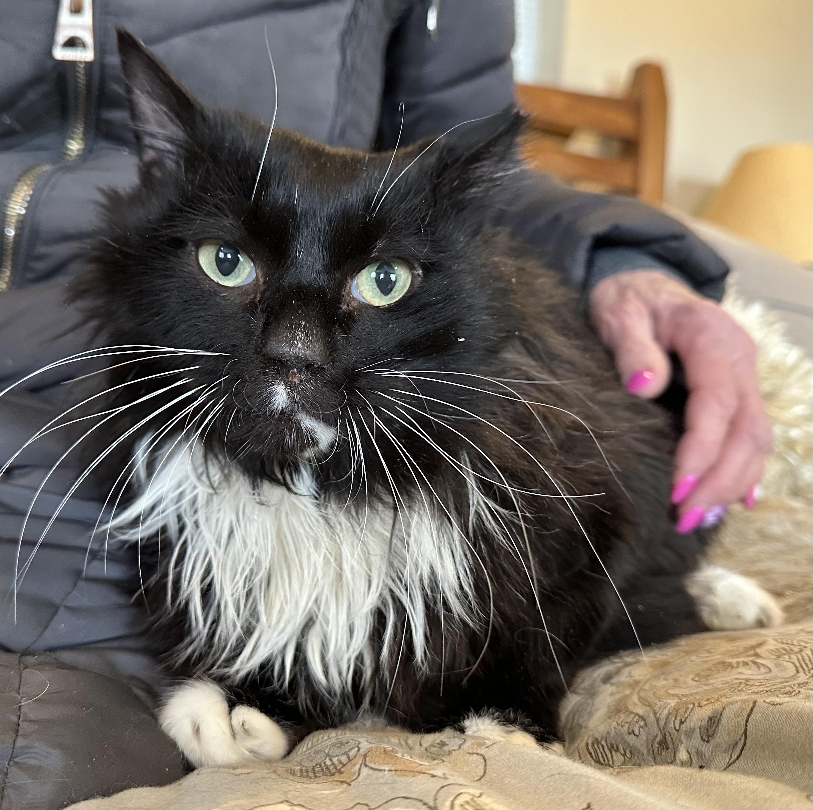 Domino, Adoptable, Adult Male Domestic Long Hair.
