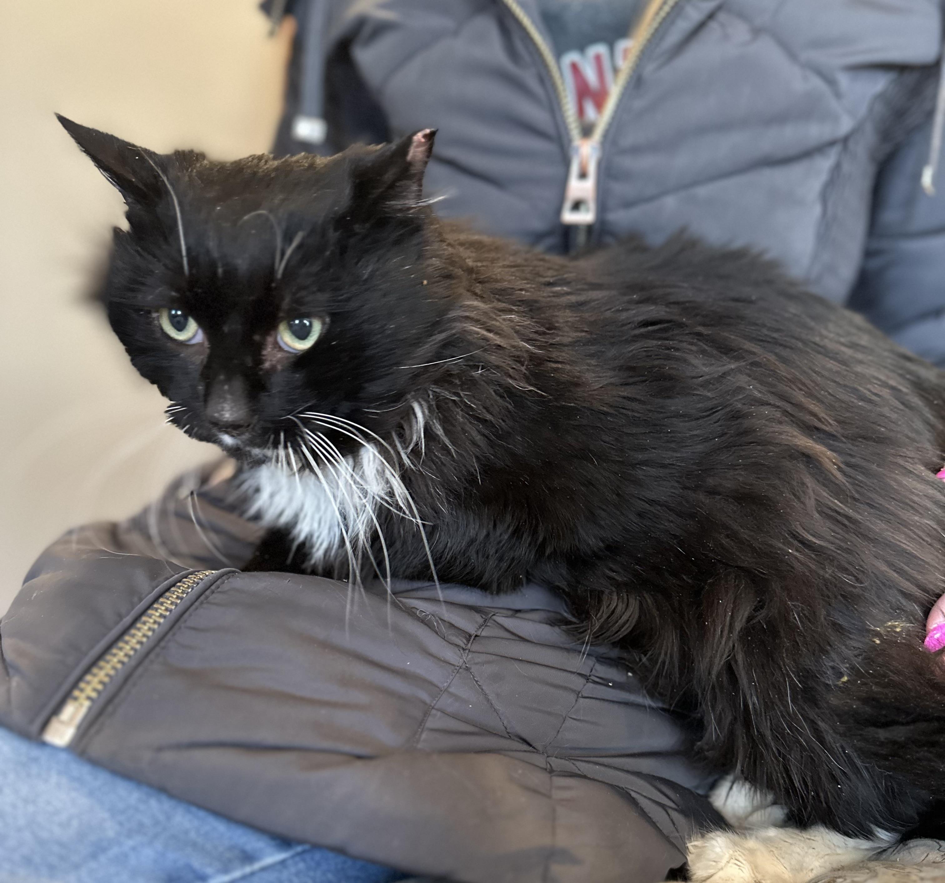 Domino, Adoptable, Adult Male Domestic Long Hair.
