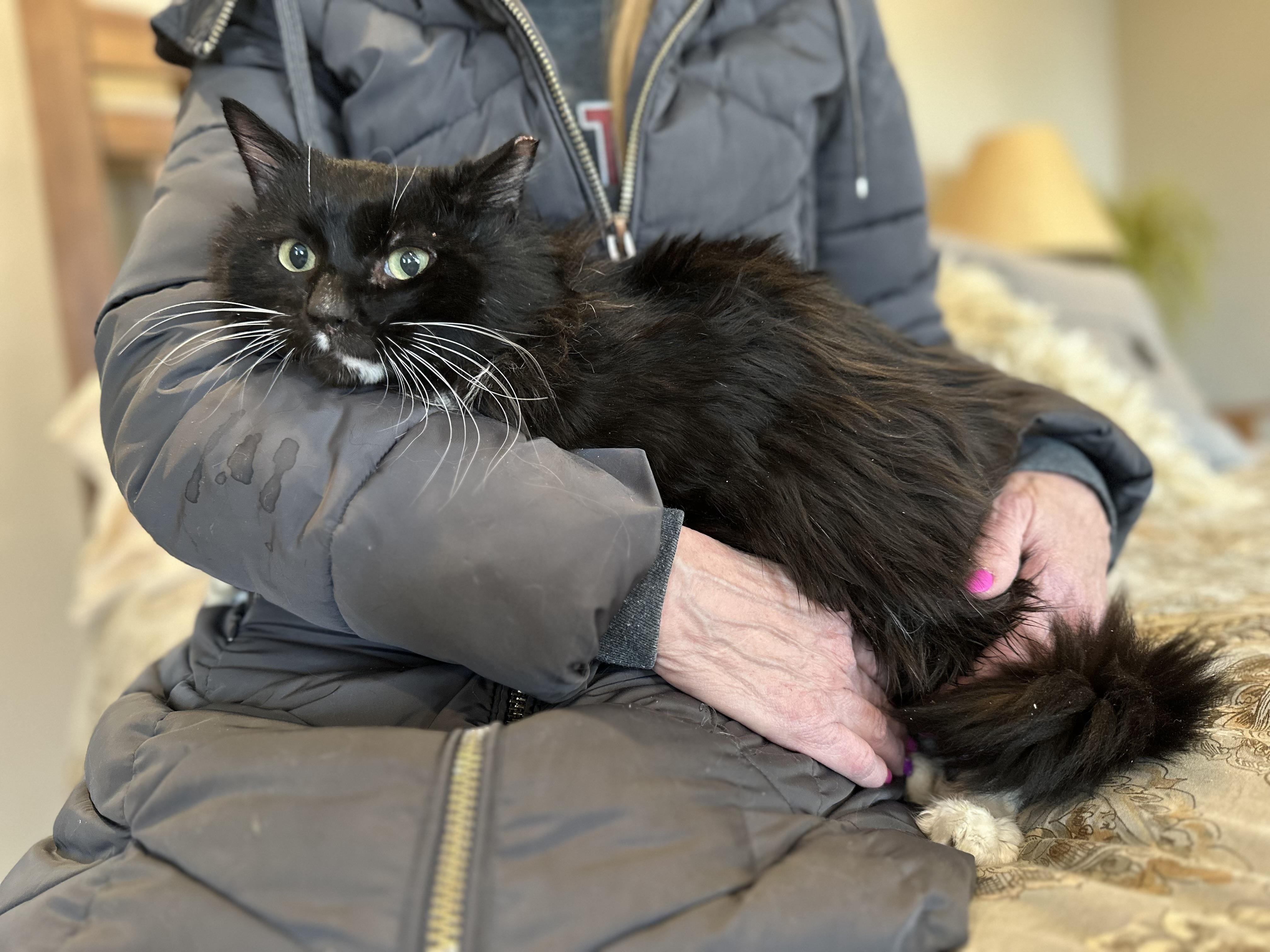 Enlarge Domino, a Adoptable Domestic Long Hair in Selah, WA image 2/6