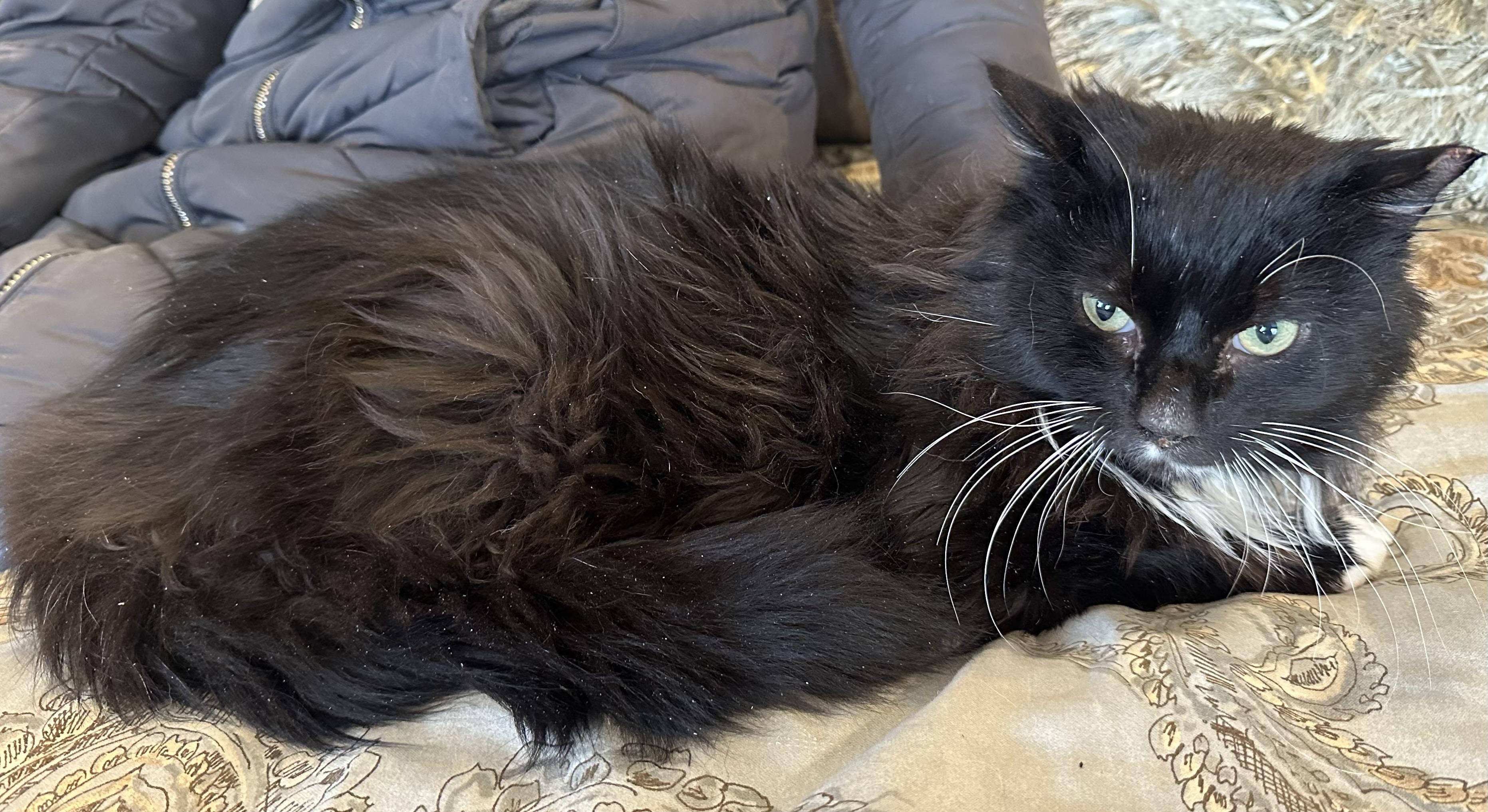 Enlarge Domino, a Adoptable Domestic Long Hair in Selah, WA image 5/6