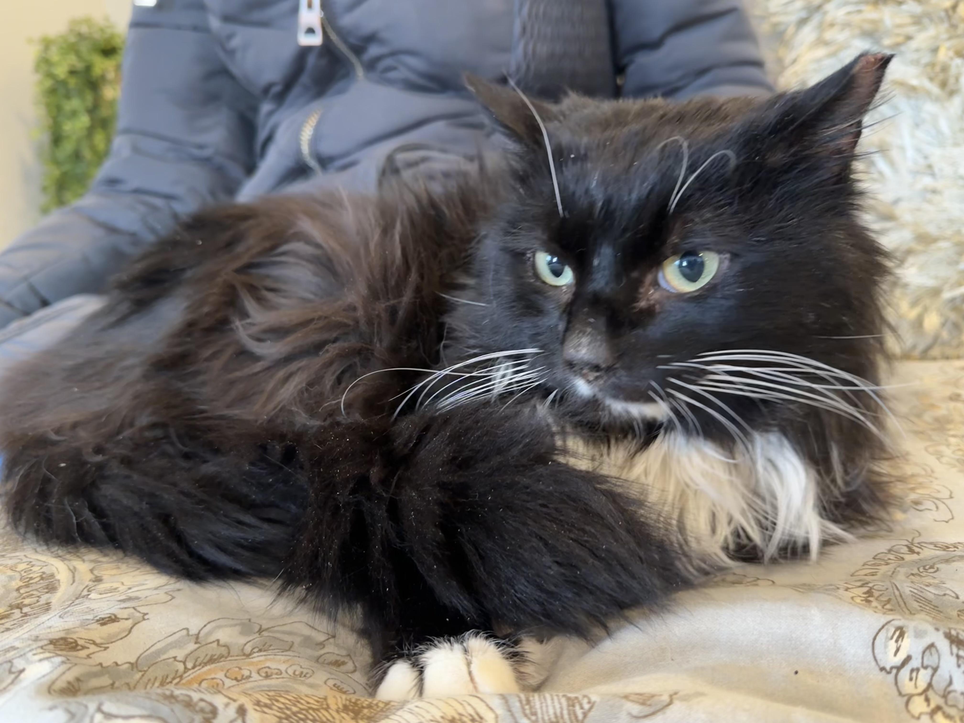 Enlarge Domino, a Adoptable Domestic Long Hair in Selah, WA image 6/6