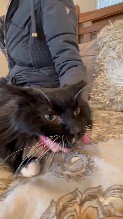 Enlarge Domino, a Adoptable Domestic Long Hair in Selah, WA video 3/6