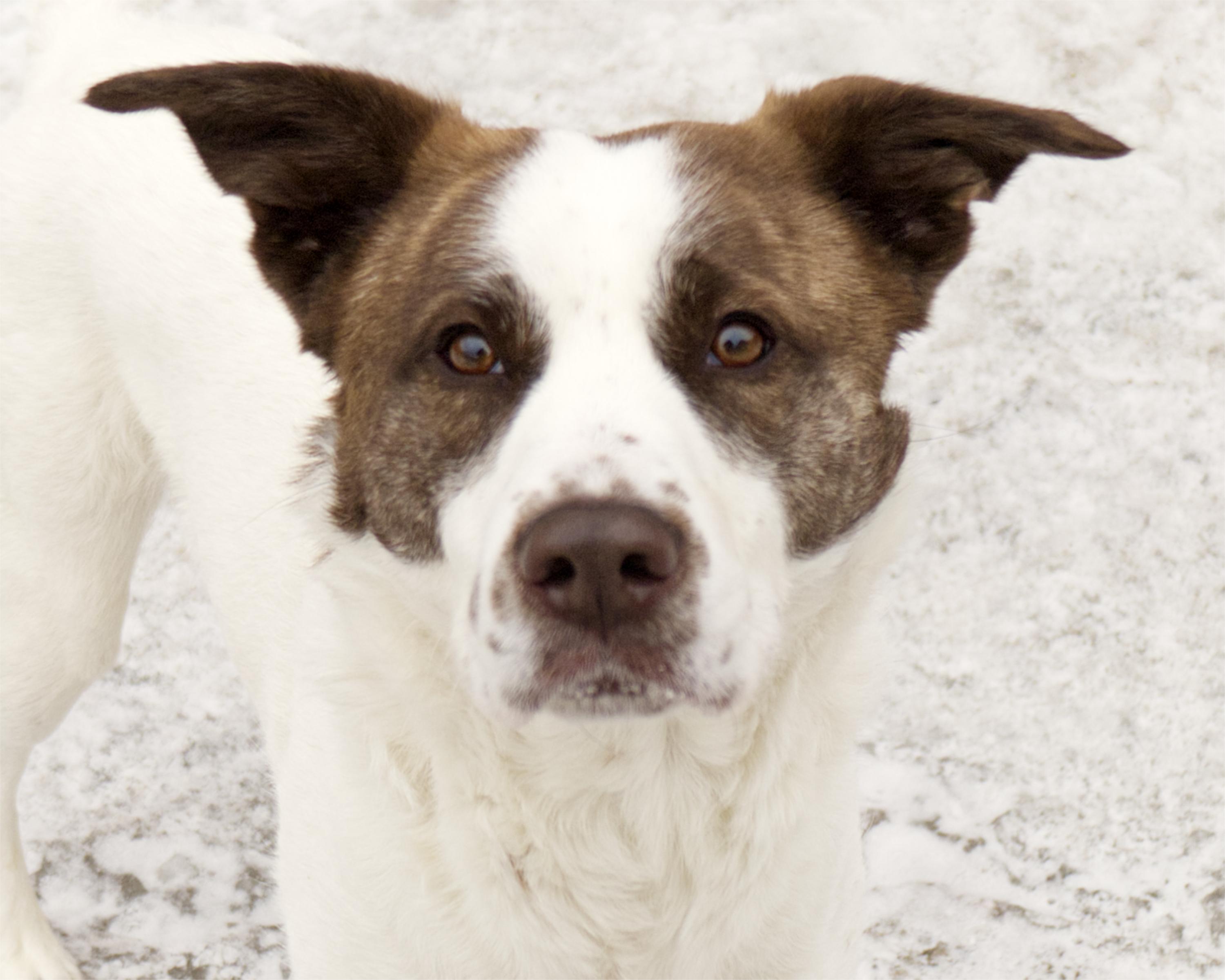 Squeaks, adoptable, Adult Male Border Collie.