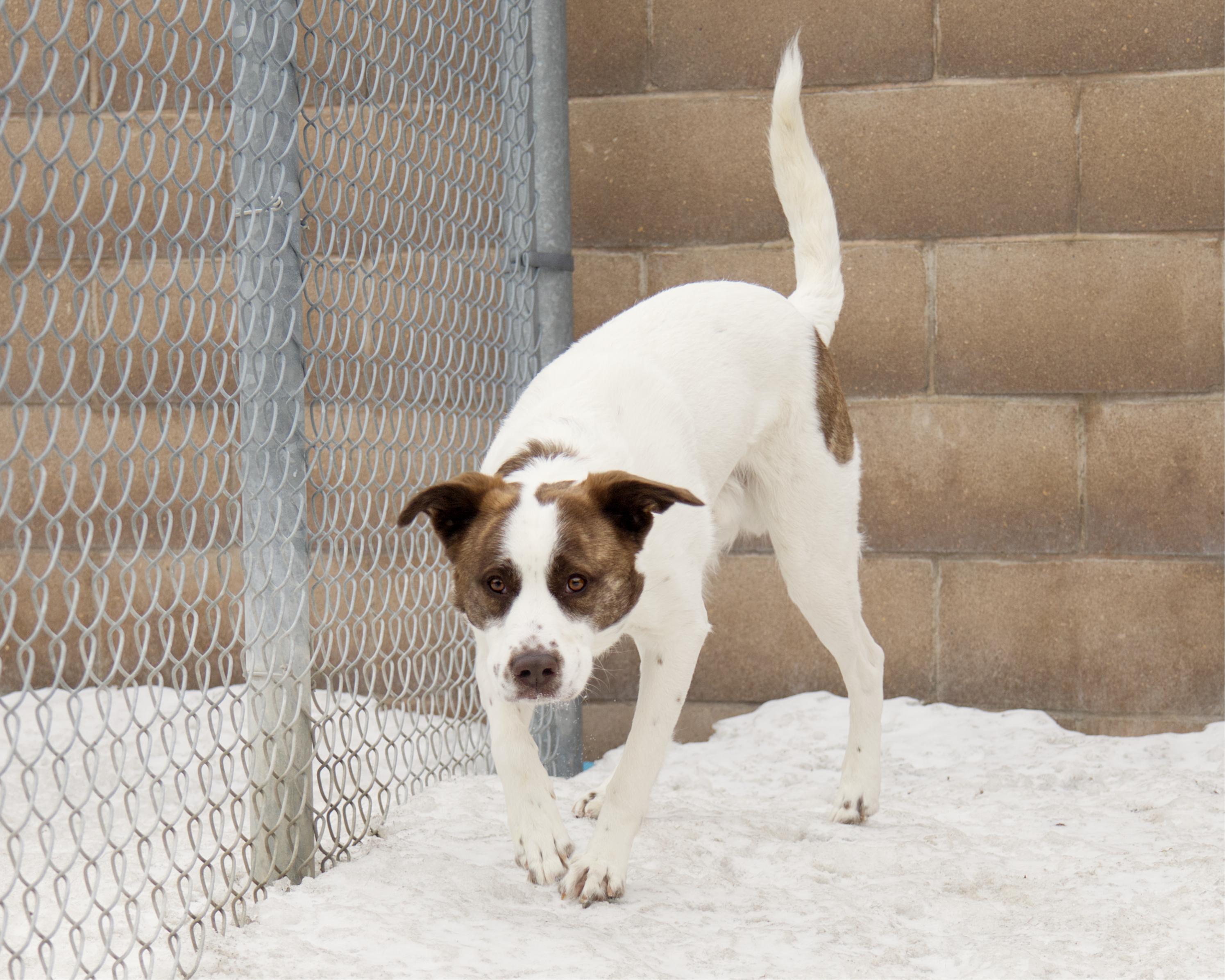 Enlarge Squeaks, an adoptable mixed breed in Winnipeg, MB image 2/3