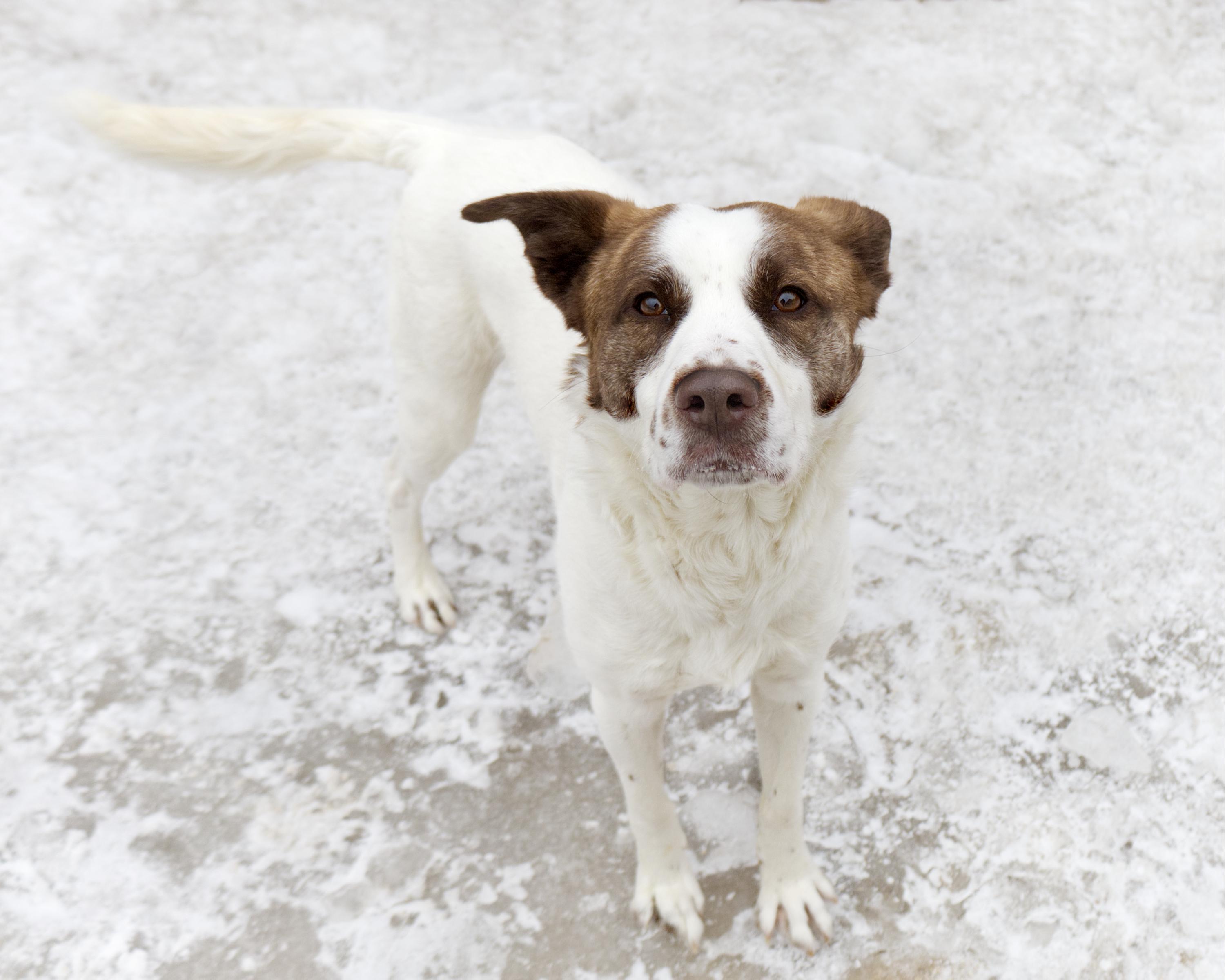 Enlarge Squeaks, an adoptable mixed breed in Winnipeg, MB image 3/3
