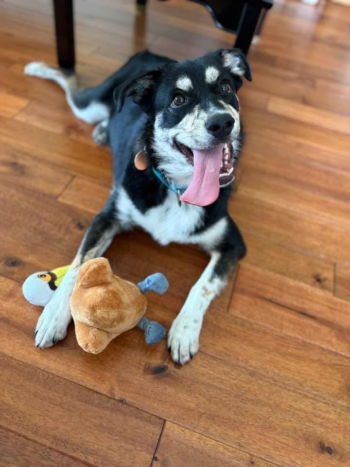 Enlarge Pepper, a Adoptable mixed breed in Warsaw, IN image 4/4