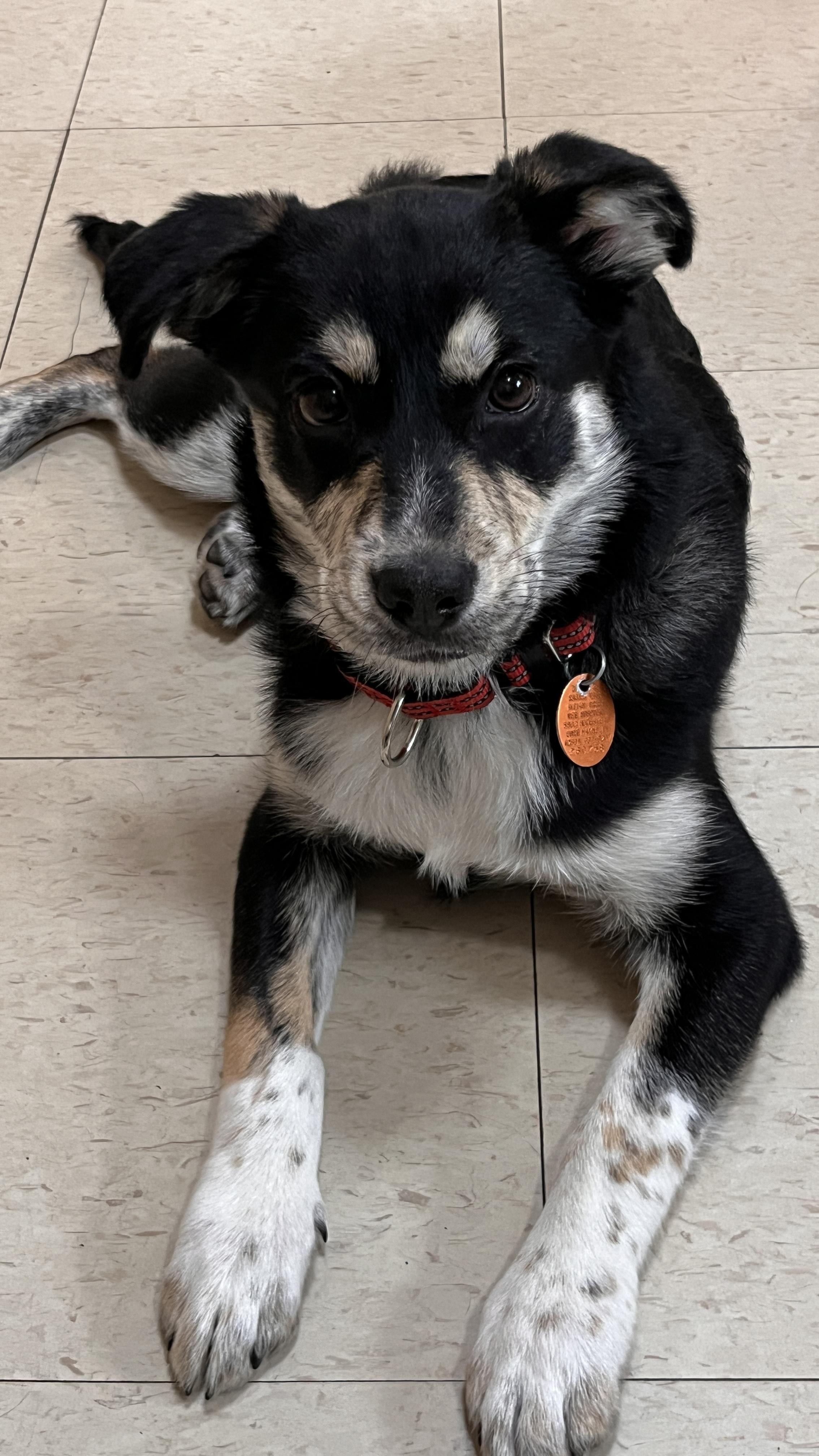 Pepper, a Adoptable mixed breed in Warsaw, IN image 2/2