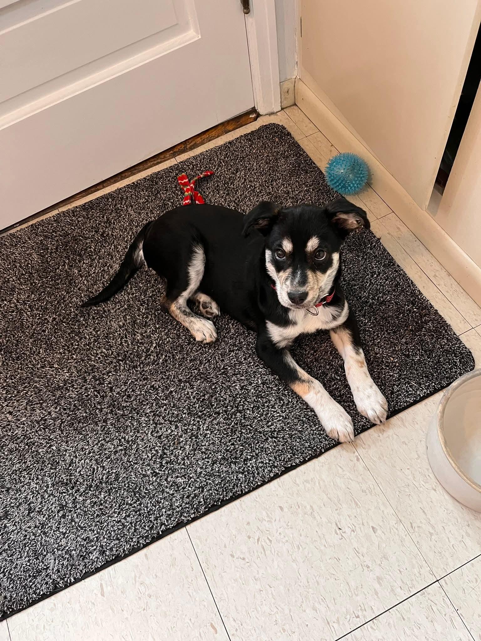 Pepper, Adoptable, Puppy Male English Shepherd & Australian Cattle Dog / Blue Heeler.
