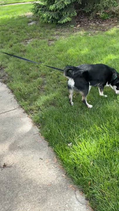 Enlarge Pepper, a Adoptable mixed breed in Warsaw, IN video 3/3