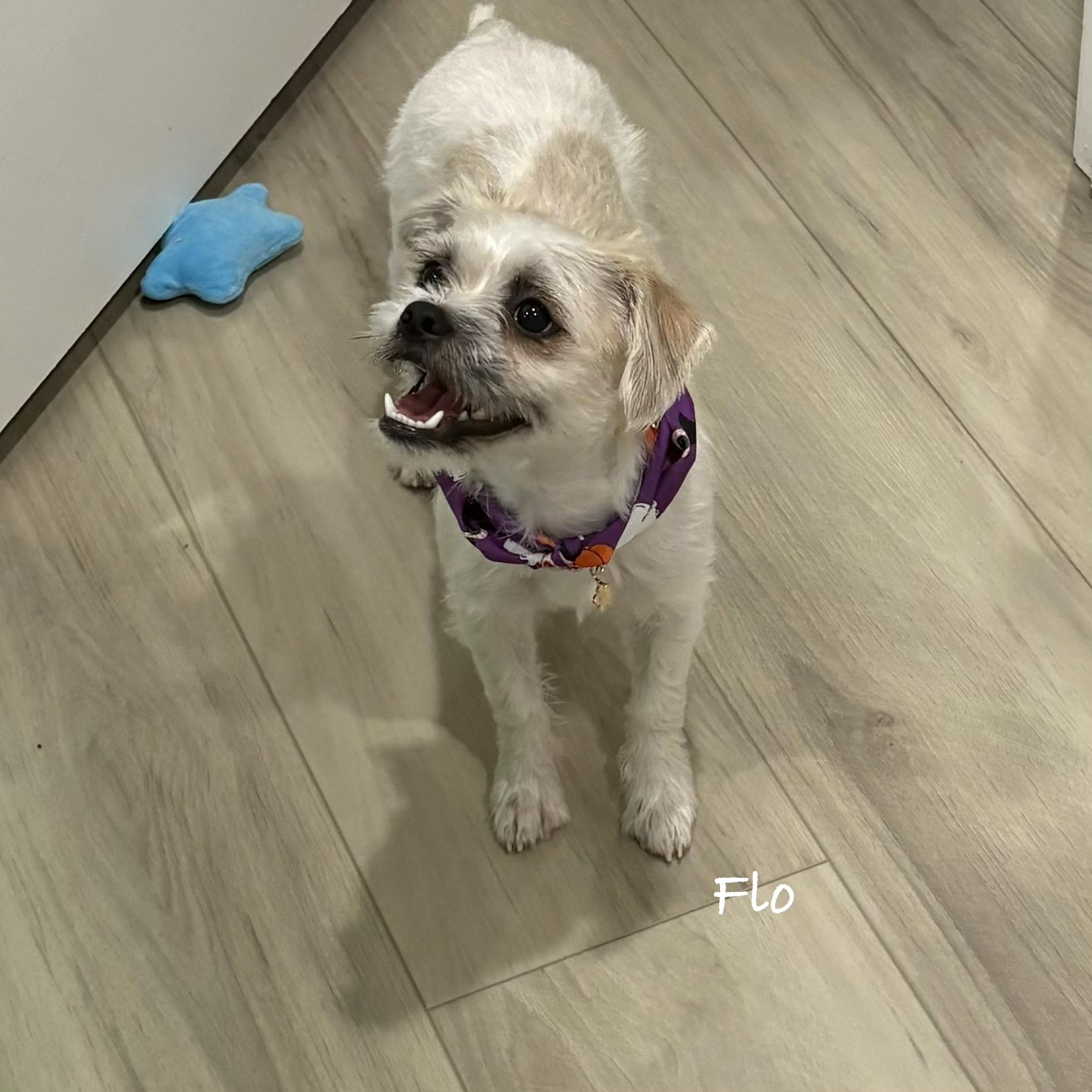 Flor, Adoptable, Young Female Shih Tzu.