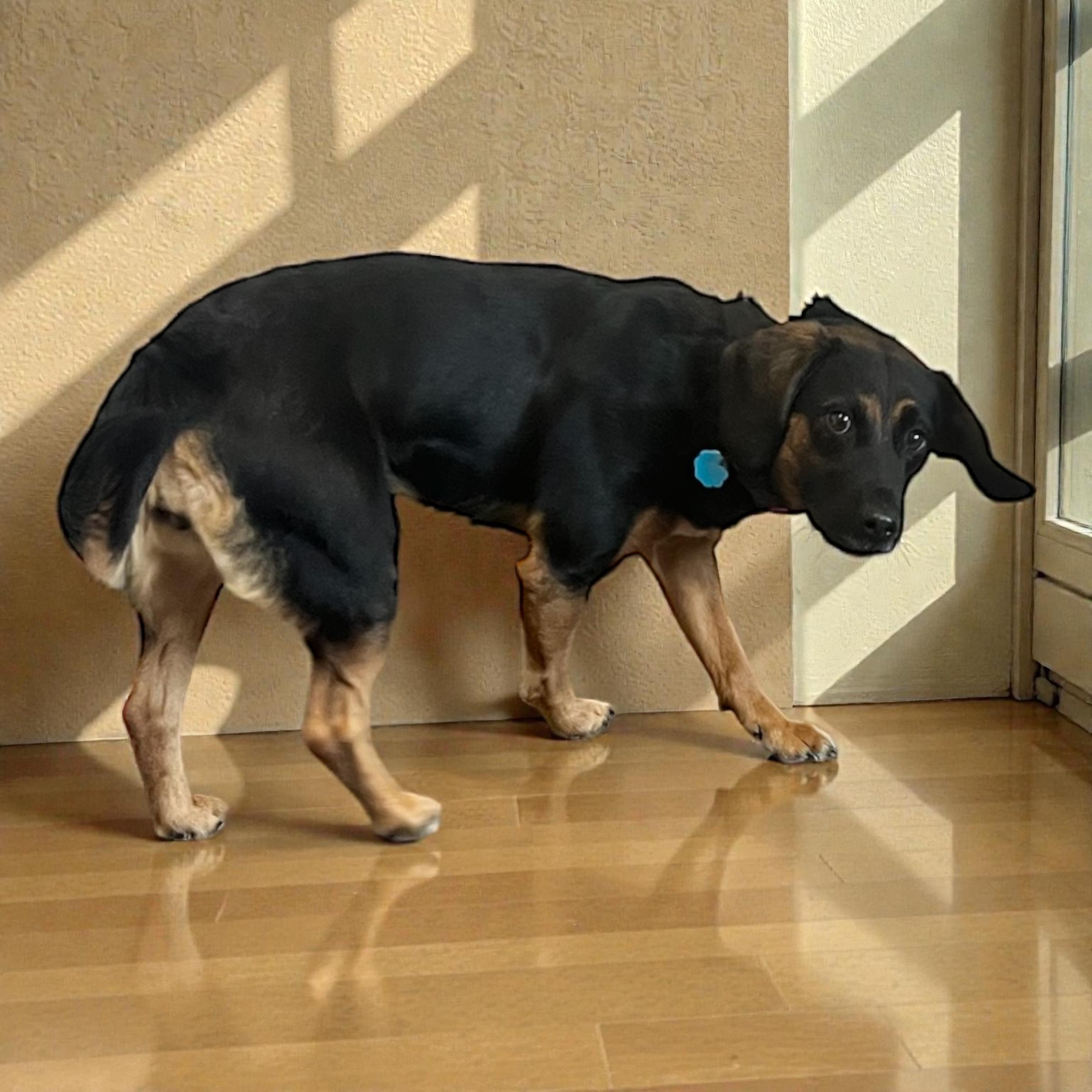 Enlarge Bear, a ADOPTABLE mixed breed in Horn Lake, MS image 3/6
