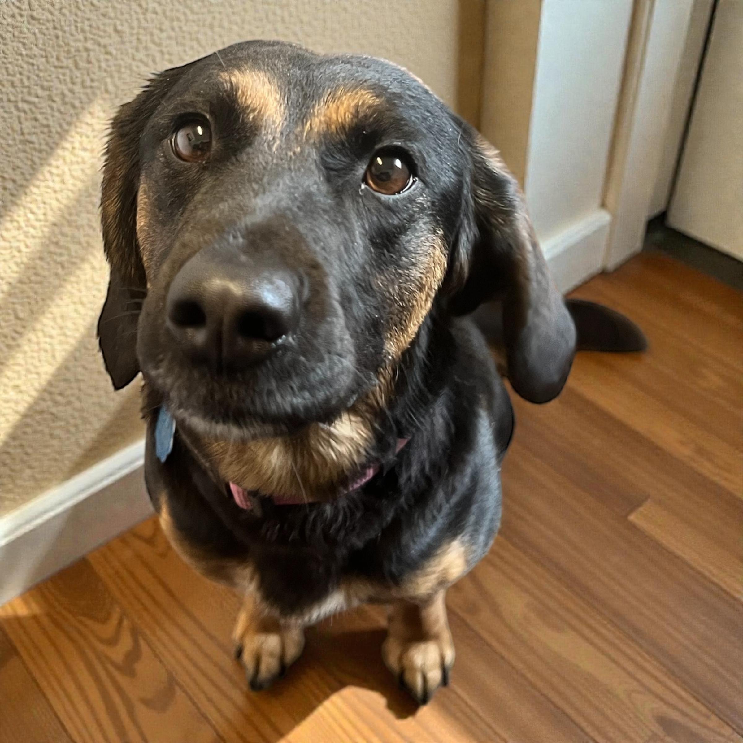 Enlarge Bear, a ADOPTABLE mixed breed in Horn Lake, MS image 5/6