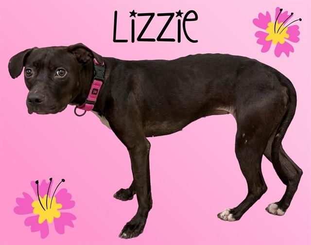 LIZZIE, Adoptable, Young Female American Staffordshire Terrier & Mixed Breed.