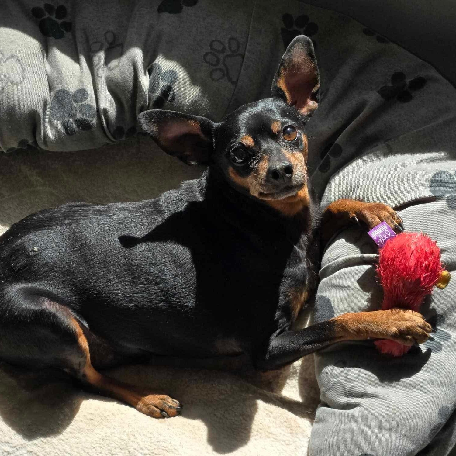 Tommy, an adoptable Miniature Pinscher in Raleigh, NC, 27609 | Photo Image 8