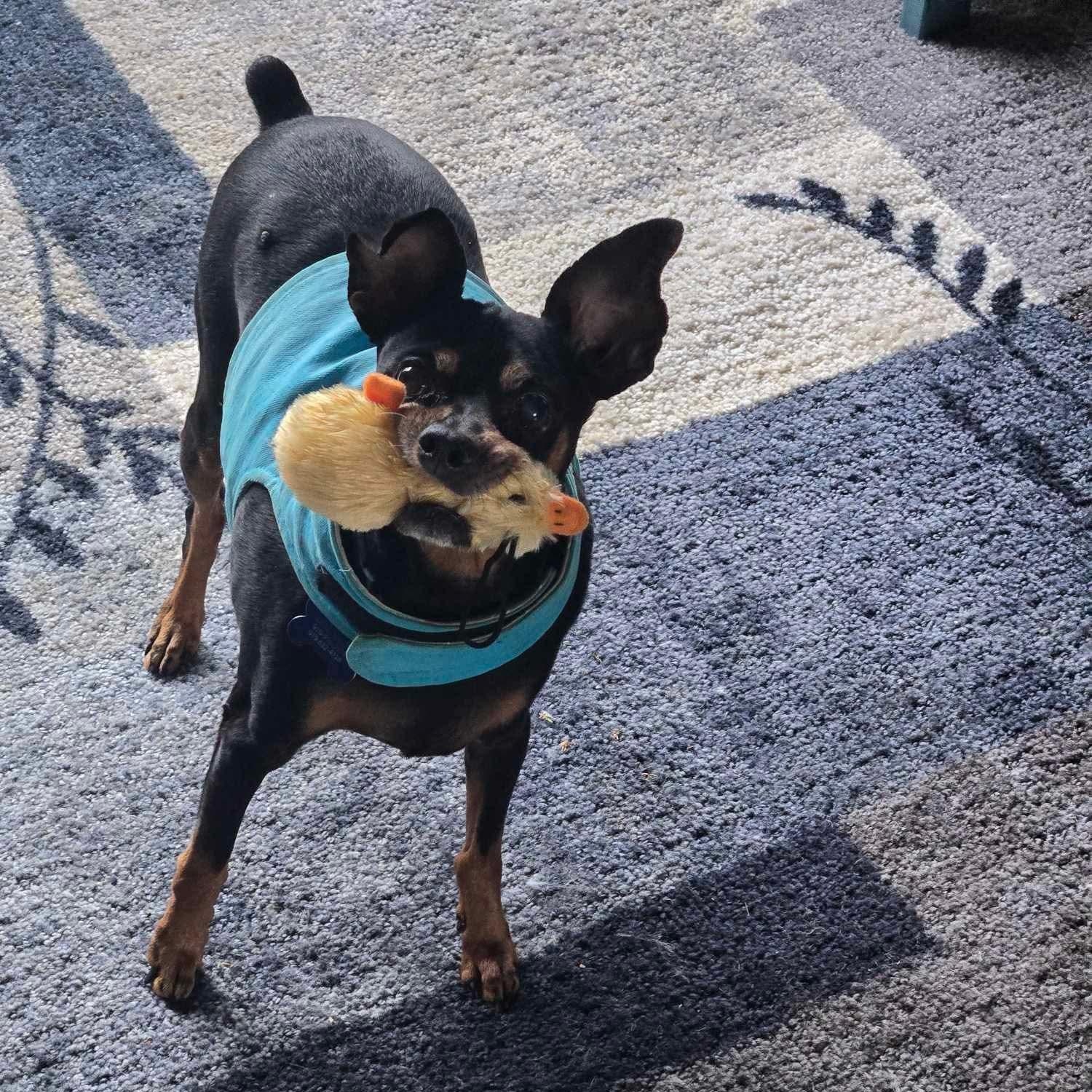 Tommy, an adoptable Miniature Pinscher in Raleigh, NC, 27609 | Photo Image 7