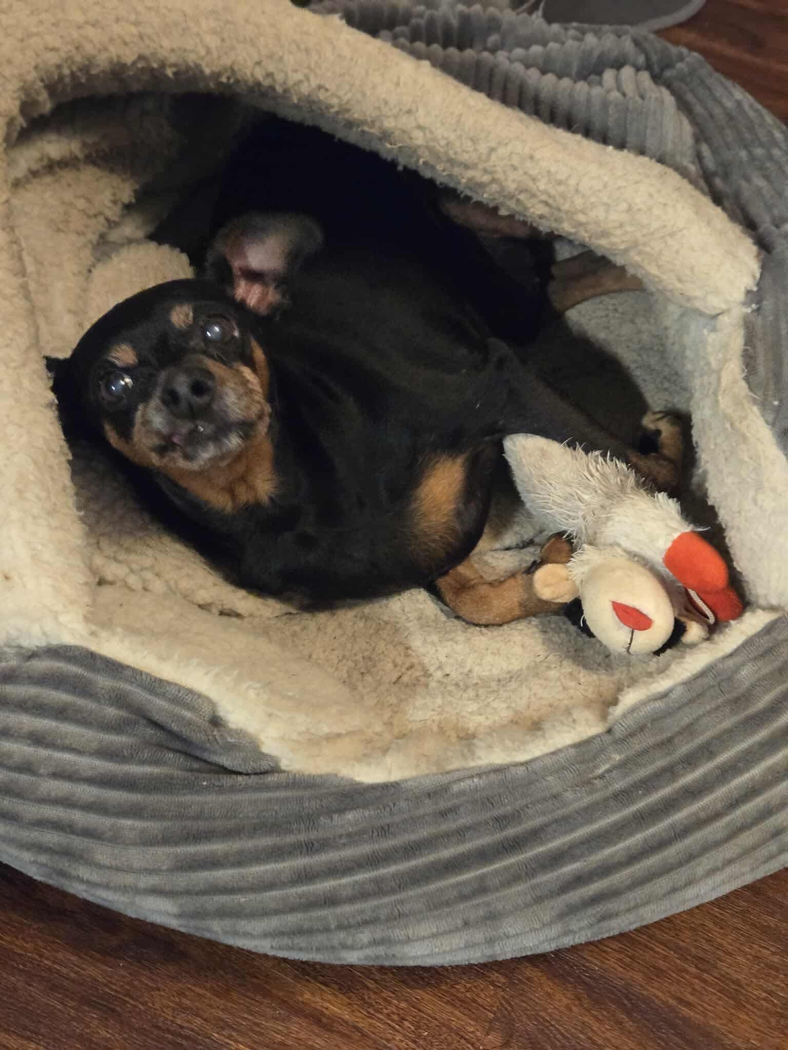 Tommy, an adoptable Miniature Pinscher in Raleigh, NC, 27609 | Photo Image 1
