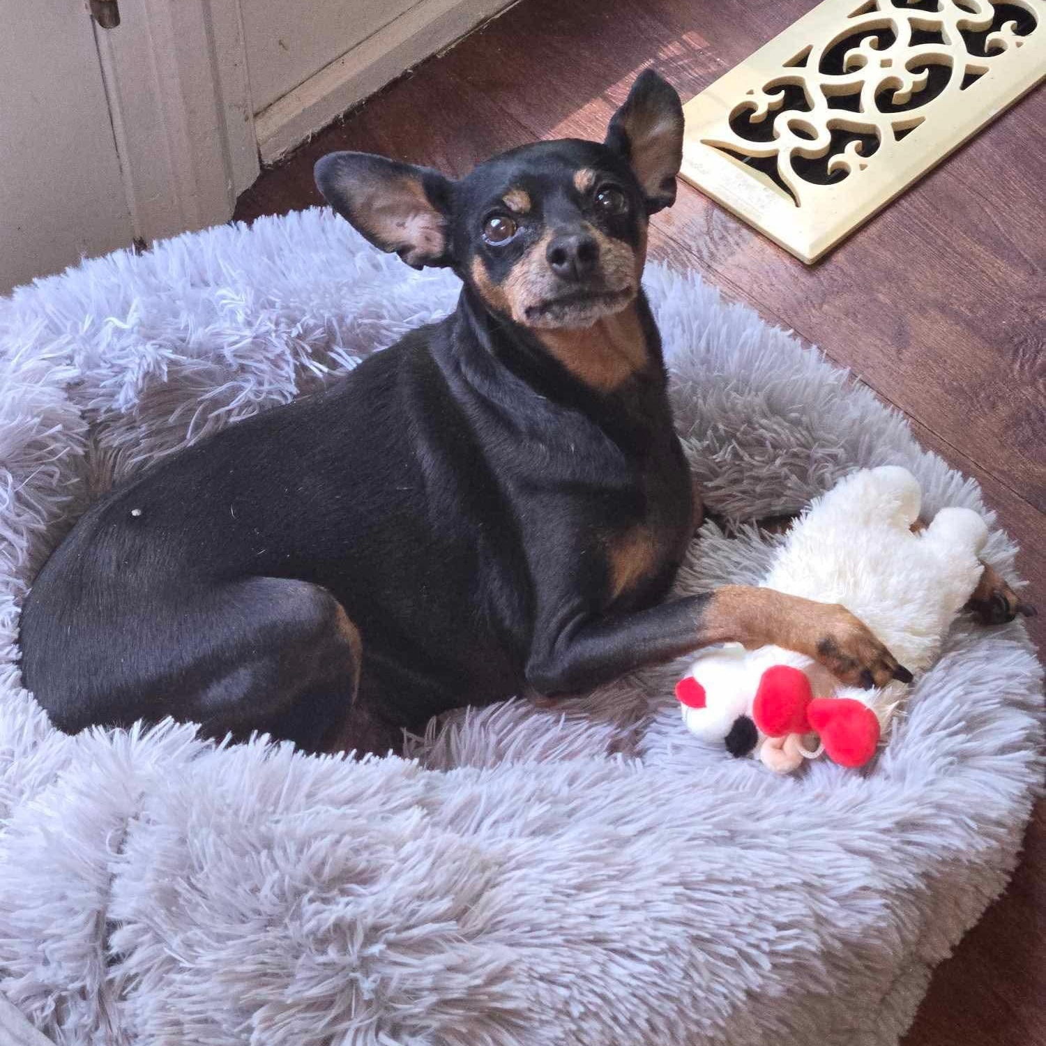 Tommy, an adoptable Miniature Pinscher in Raleigh, NC, 27609 | Photo Image 3