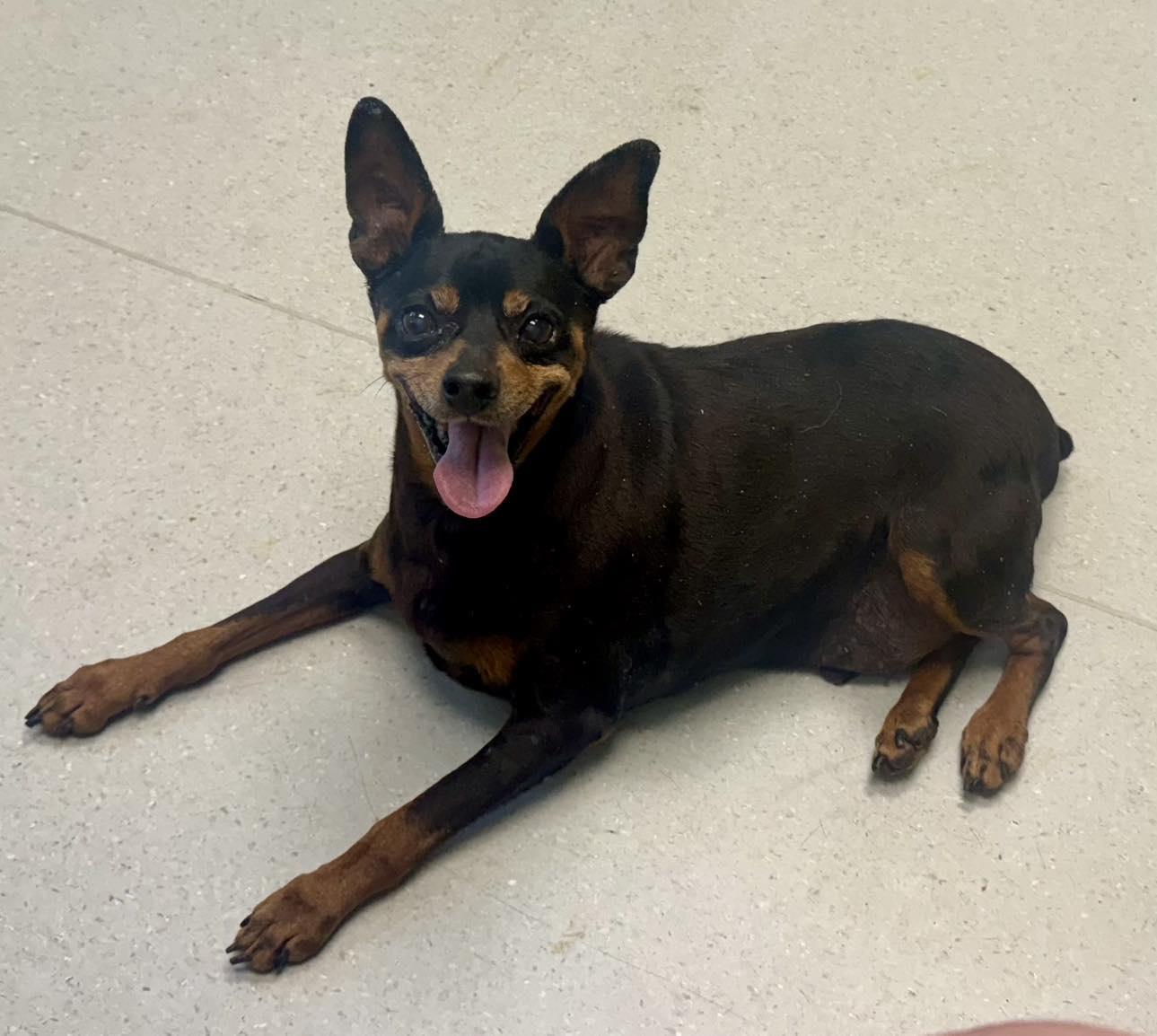 Enlarge Tommy, a Adoptable Miniature Pinscher in Garner, NC image 1/3