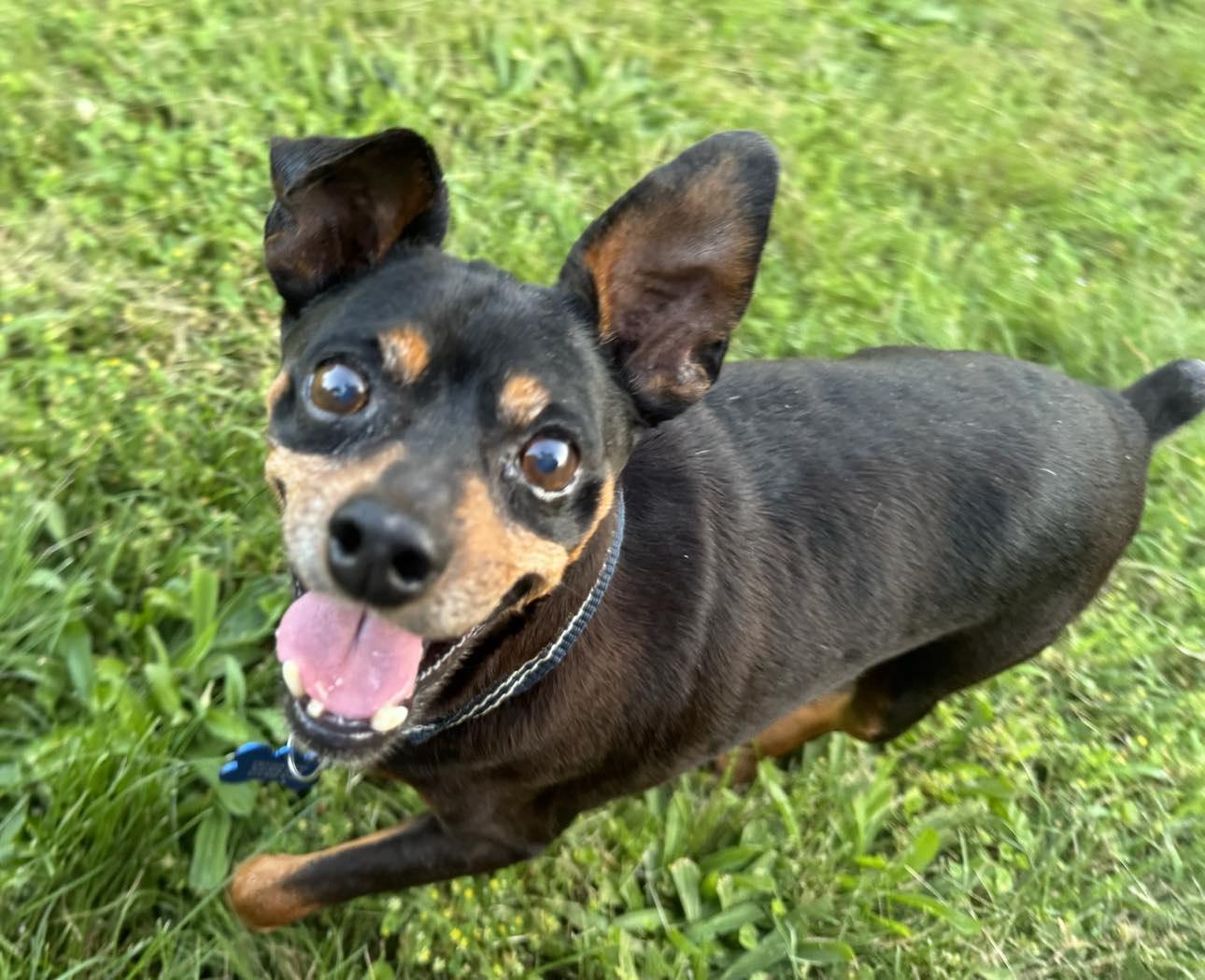 Enlarge Tommy, a Adoptable Miniature Pinscher in Garner, NC image 2/3