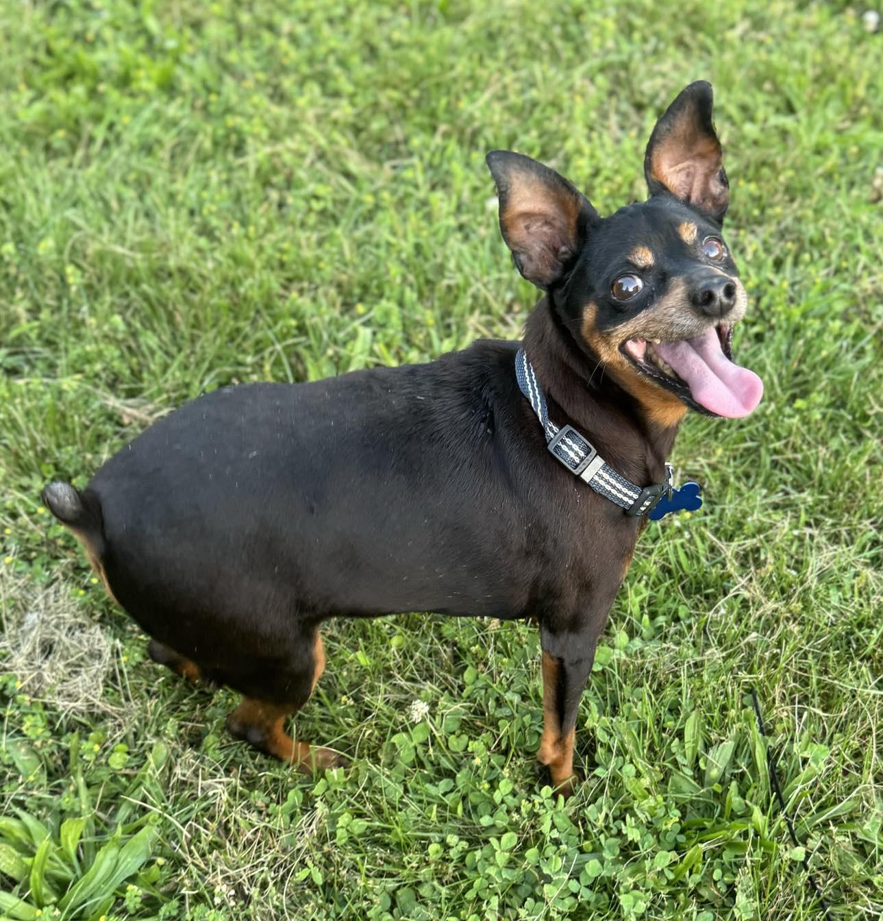 Enlarge Tommy, a Adoptable Miniature Pinscher in Garner, NC image 3/3