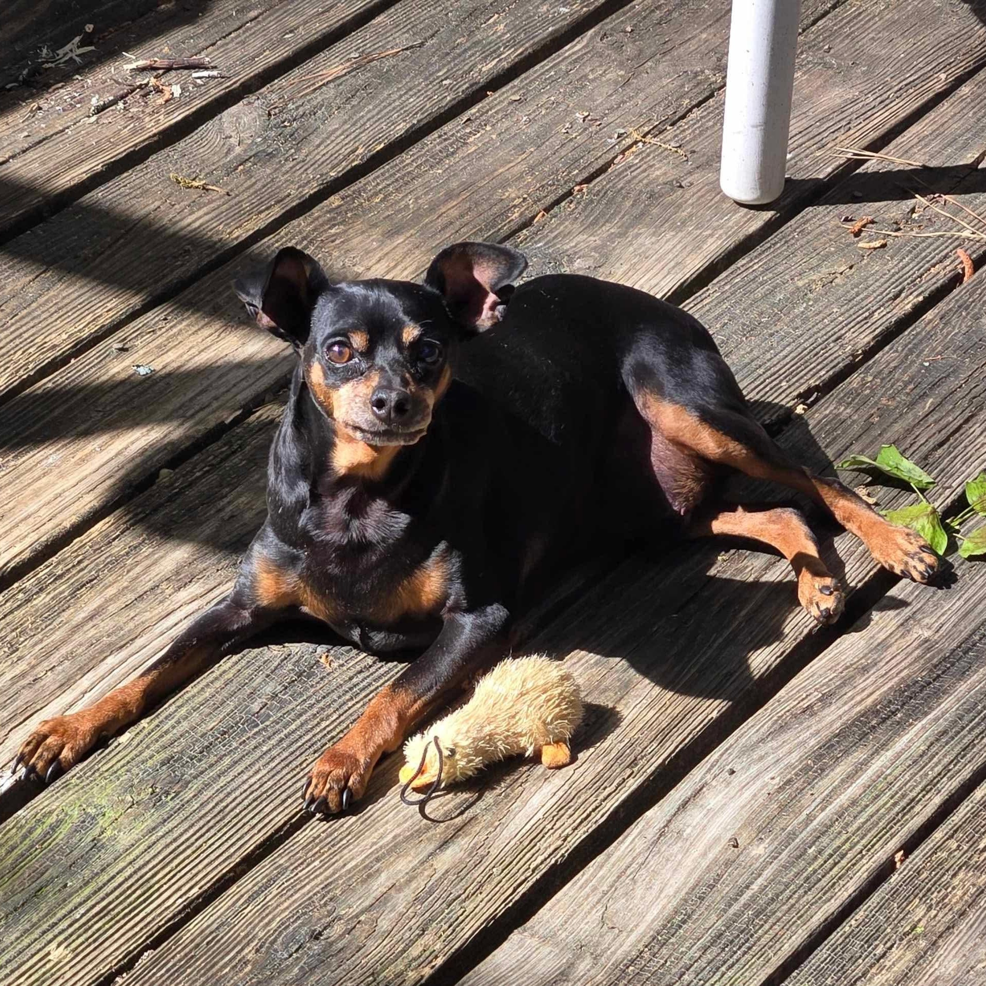 Tommy, an adoptable Miniature Pinscher in Raleigh, NC, 27609 | Photo Image 5