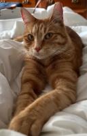 Jasper, ADOPTABLE, Adult Male Domestic Short Hair.