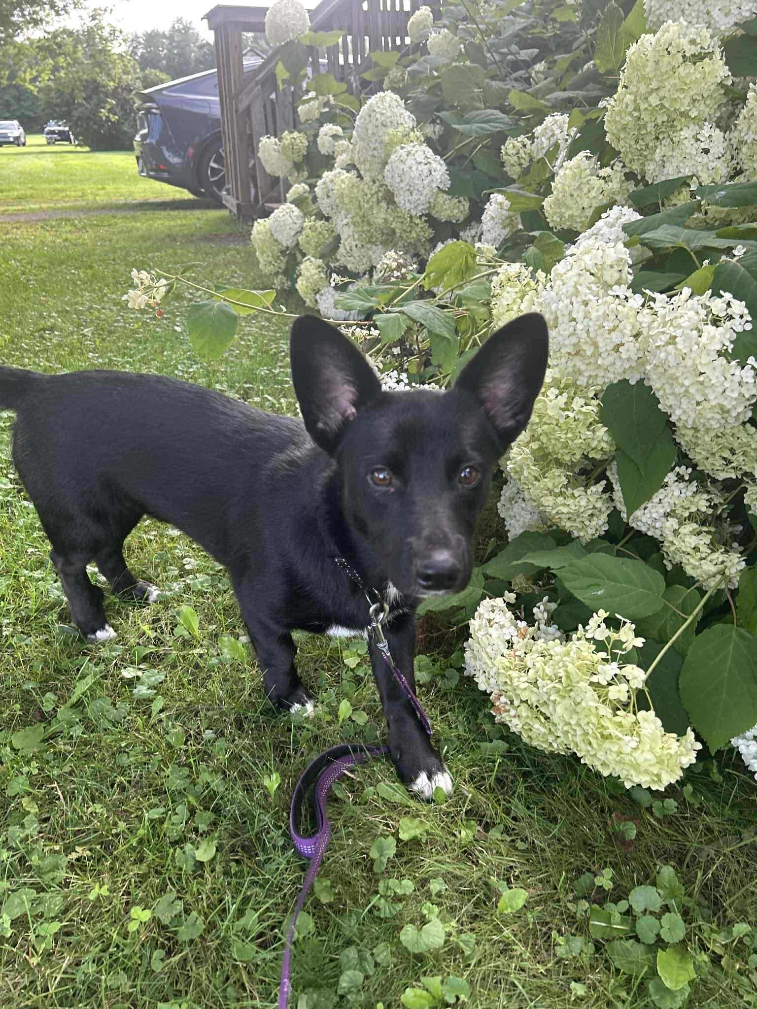 Spruce, a Adopted mixed breed in Montpelier, VT image 1/3