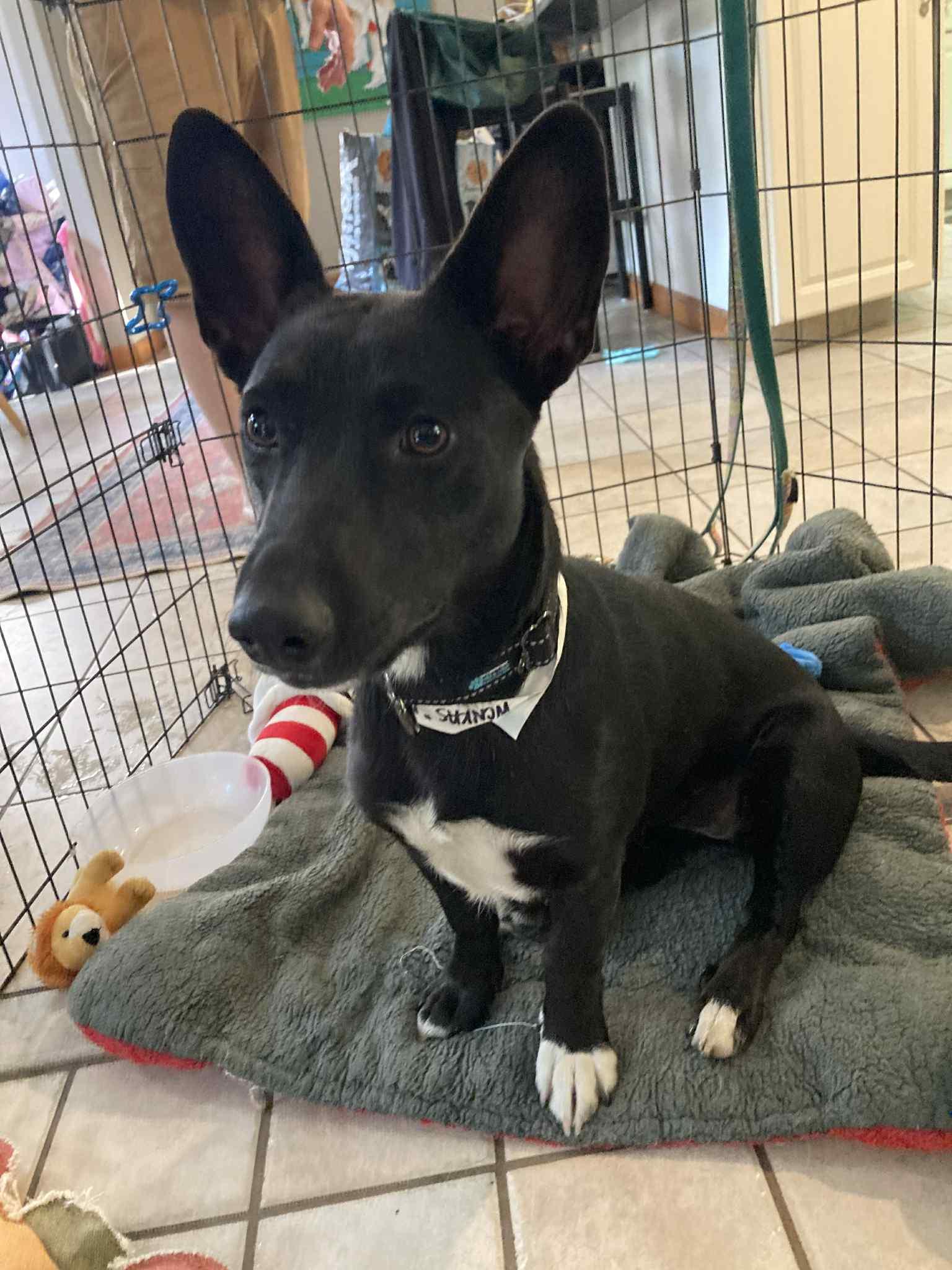 Spruce, a Adopted mixed breed in Montpelier, VT image 2/3