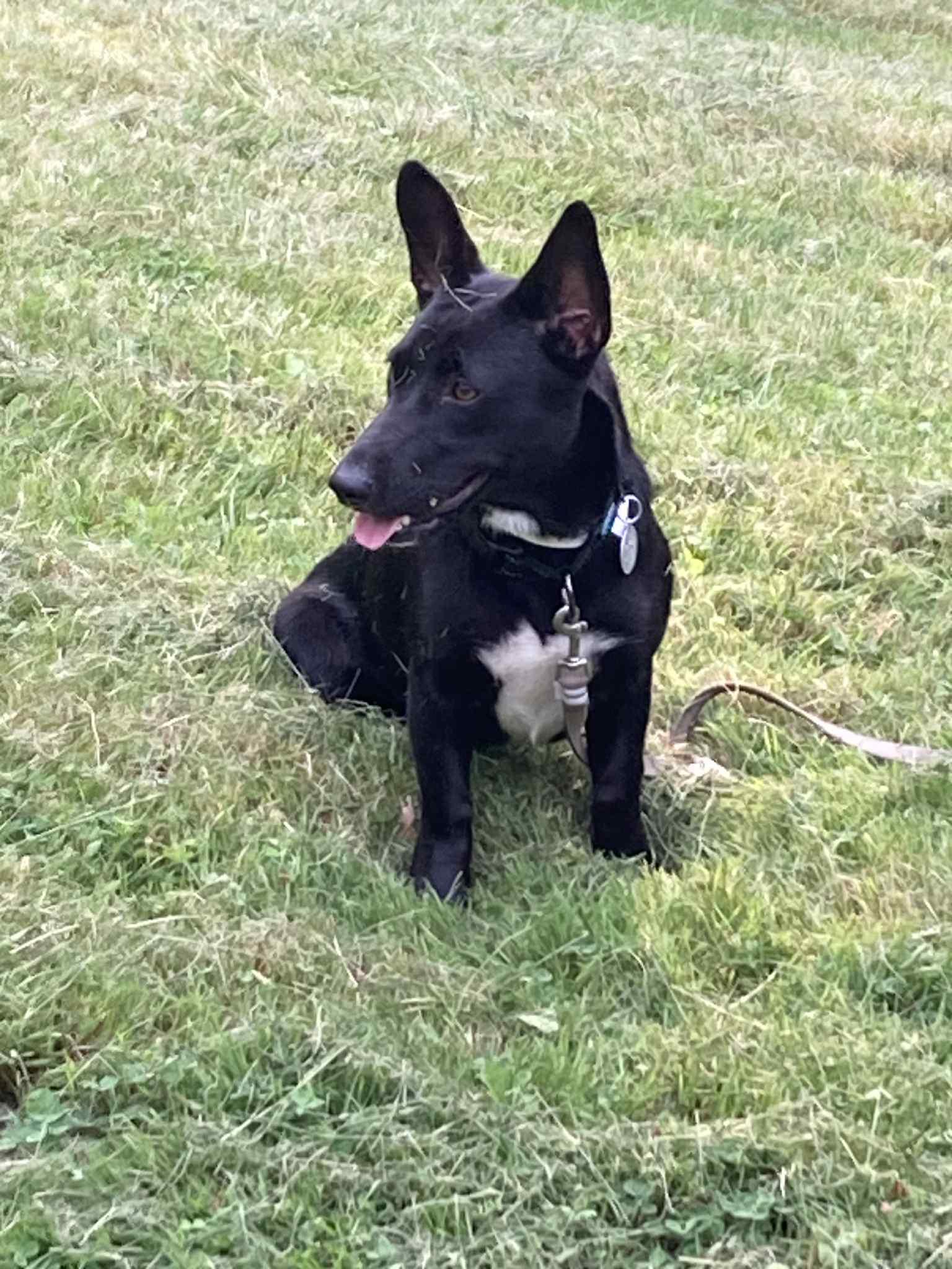 Spruce, a Adopted mixed breed in Montpelier, VT image 3/3